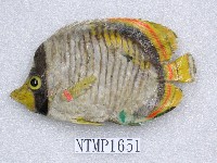 藏品(細紋蝴蝶魚)的圖片